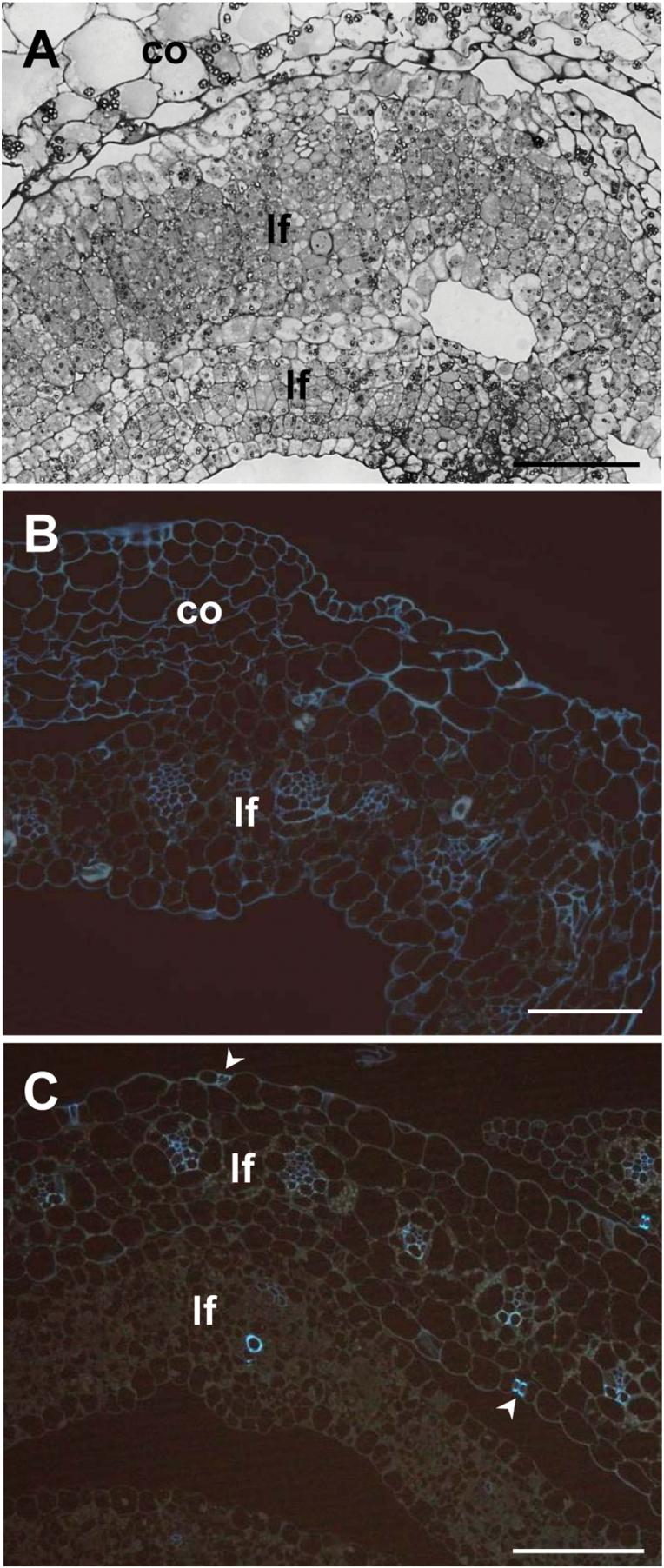 https://cdn.ncbi.nlm.nih.gov/pmc/blobs/b238/4566974/c5488619dd5a/exbotj_erv278_f0005.jpg