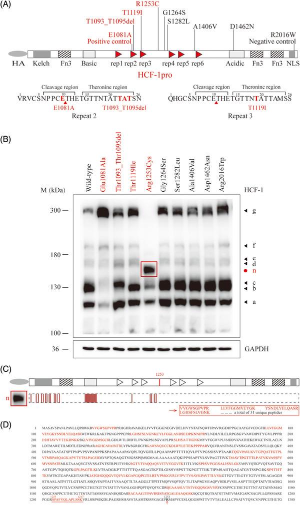 https://cdn.ncbi.nlm.nih.gov/pmc/blobs/b23c/10235798/0124f05632c3/CTM2-13-e1289-g003.jpg