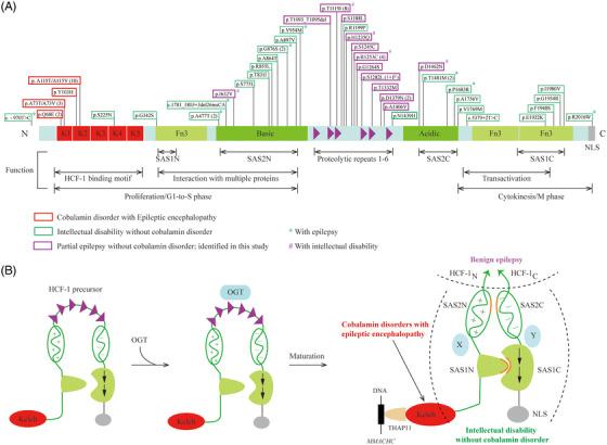 https://cdn.ncbi.nlm.nih.gov/pmc/blobs/b23c/10235798/e95873d75a78/CTM2-13-e1289-g001.jpg