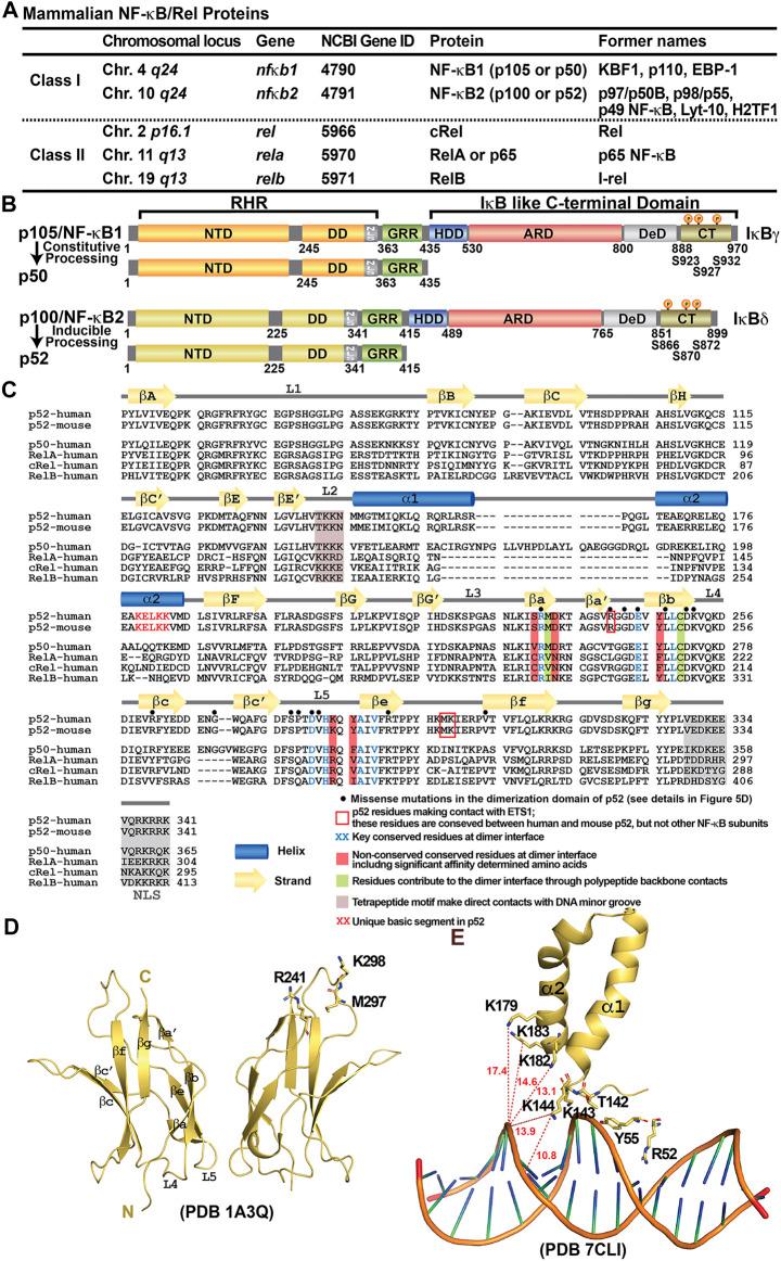 https://cdn.ncbi.nlm.nih.gov/pmc/blobs/b23d/8650618/b94983e997a3/fcell-09-764164-g001.jpg