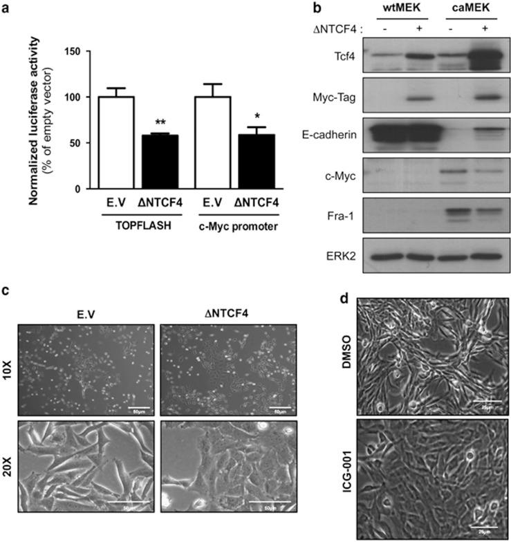 https://cdn.ncbi.nlm.nih.gov/pmc/blobs/b240/4687460/3f308a1c6740/onc2014416f3.jpg