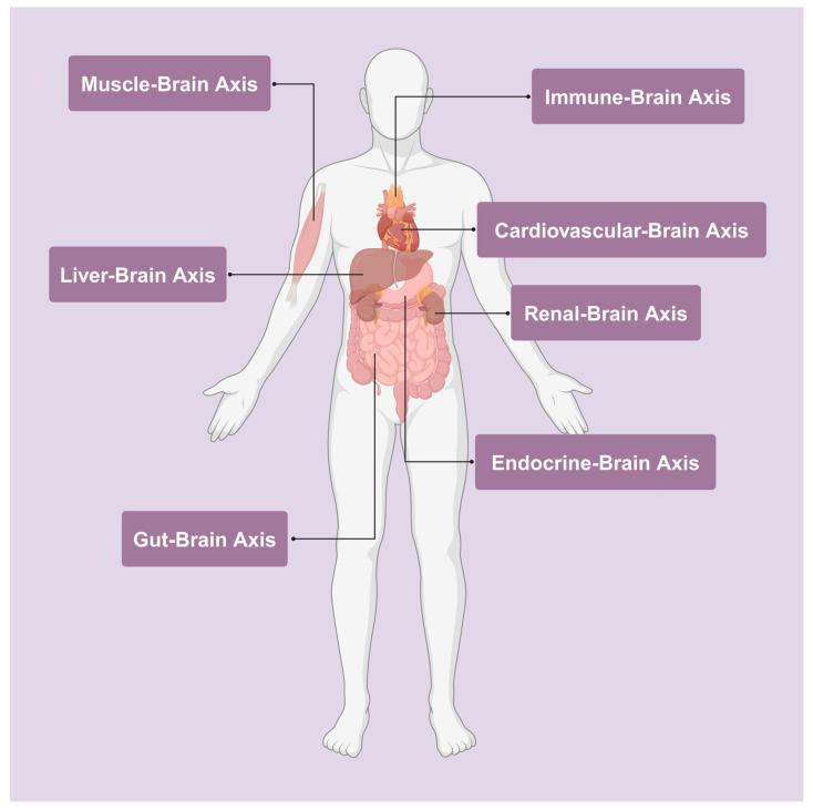 https://cdn.ncbi.nlm.nih.gov/pmc/blobs/b244/11640972/eedf98e929a9/ijms-25-12767-g003.jpg