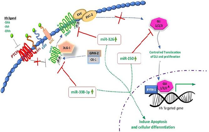 https://cdn.ncbi.nlm.nih.gov/pmc/blobs/b245/7817854/8d58598cbdab/fonc-10-607607-g002.jpg