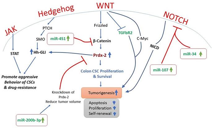 https://cdn.ncbi.nlm.nih.gov/pmc/blobs/b245/7817854/d114be6ff3d1/fonc-10-607607-g001.jpg