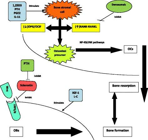https://cdn.ncbi.nlm.nih.gov/pmc/blobs/b246/5297185/f4a2587eb133/40199_2017_167_Fig1_HTML.jpg