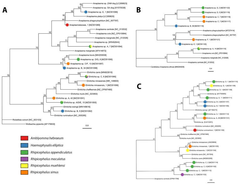 https://cdn.ncbi.nlm.nih.gov/pmc/blobs/b24b/8401679/06bcce2c63dd/pathogens-10-01043-g004.jpg