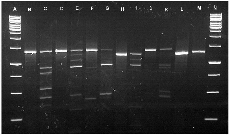 https://cdn.ncbi.nlm.nih.gov/pmc/blobs/b24b/8401679/e5e71e6ce647/pathogens-10-01043-g002.jpg