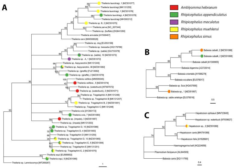 https://cdn.ncbi.nlm.nih.gov/pmc/blobs/b24b/8401679/edad7b8c684d/pathogens-10-01043-g005.jpg