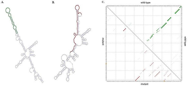 https://cdn.ncbi.nlm.nih.gov/pmc/blobs/b24c/5617505/a23b920224d2/oncotarget-08-62286-g003.jpg