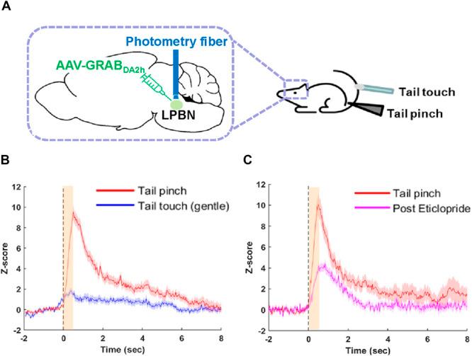 https://cdn.ncbi.nlm.nih.gov/pmc/blobs/b24e/11390053/5a79c03b1247/painreports-9-e1186-g001.jpg