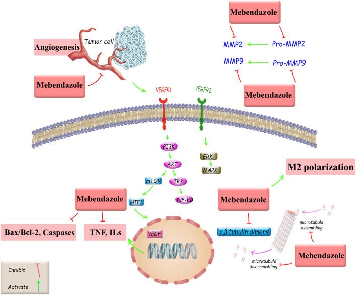https://cdn.ncbi.nlm.nih.gov/pmc/blobs/b24e/12331676/1bff12ceaaa8/fphar-16-1631419-g003.jpg