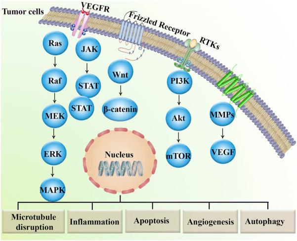 https://cdn.ncbi.nlm.nih.gov/pmc/blobs/b24e/12331676/251688686584/fphar-16-1631419-g002.jpg