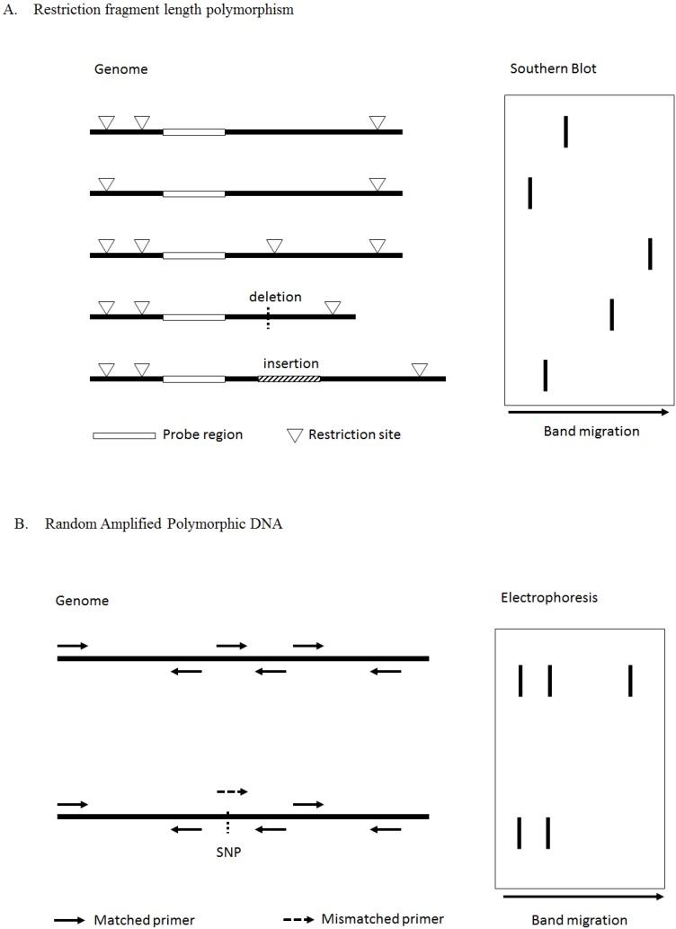 https://cdn.ncbi.nlm.nih.gov/pmc/blobs/b250/4100115/469fc75aea0f/ijms-15-09670-g003.jpg