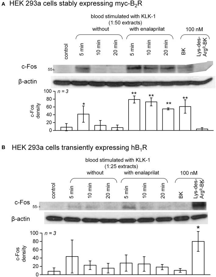 https://cdn.ncbi.nlm.nih.gov/pmc/blobs/b250/6176197/be08ff41ee5c/fimmu-09-02183-g0007.jpg
