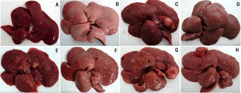 https://cdn.ncbi.nlm.nih.gov/pmc/blobs/b254/4240894/54394a4a1065/12876_2014_195_Fig2_HTML.jpg