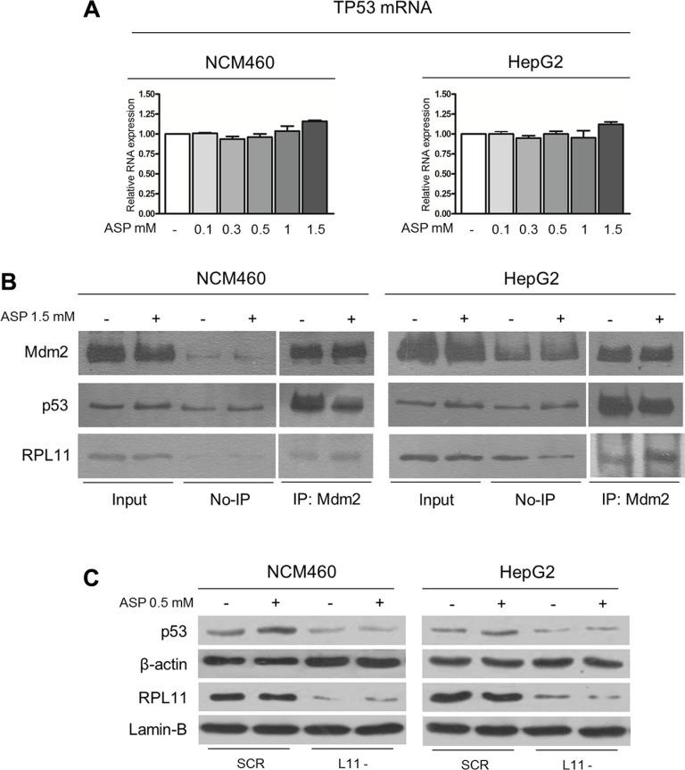 https://cdn.ncbi.nlm.nih.gov/pmc/blobs/b259/5325359/50fdcda7216a/oncotarget-07-63226-g006.jpg