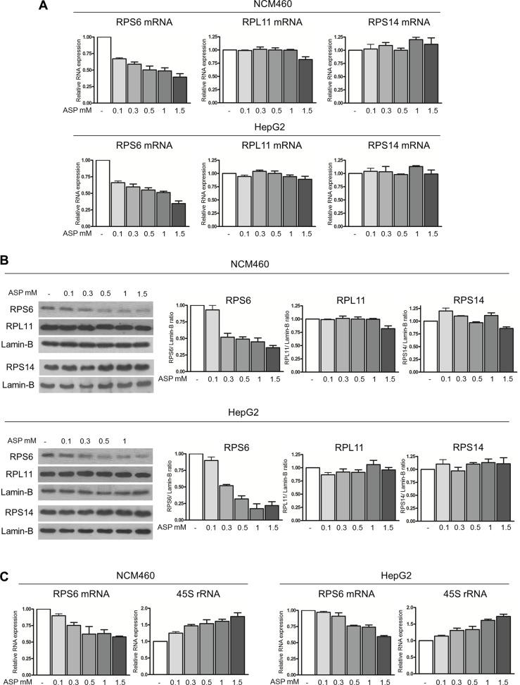 https://cdn.ncbi.nlm.nih.gov/pmc/blobs/b259/5325359/a0b22fcb3552/oncotarget-07-63226-g005.jpg