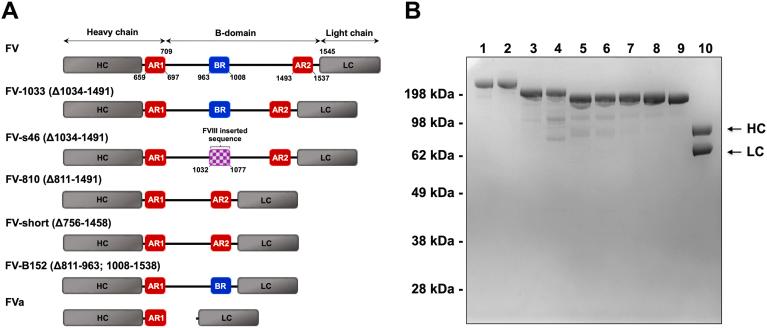 https://cdn.ncbi.nlm.nih.gov/pmc/blobs/b25b/9637641/3941085c982d/gr1.jpg
