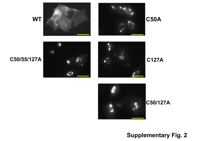 https://cdn.ncbi.nlm.nih.gov/pmc/blobs/b25e/11532958/5f69c4a54ac9/figs2.jpg
