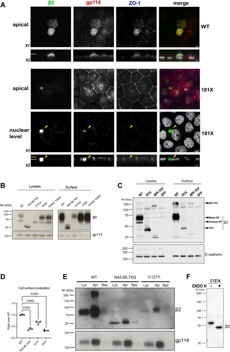 https://cdn.ncbi.nlm.nih.gov/pmc/blobs/b25e/11532958/9ee8ccbf64b7/gr1.jpg