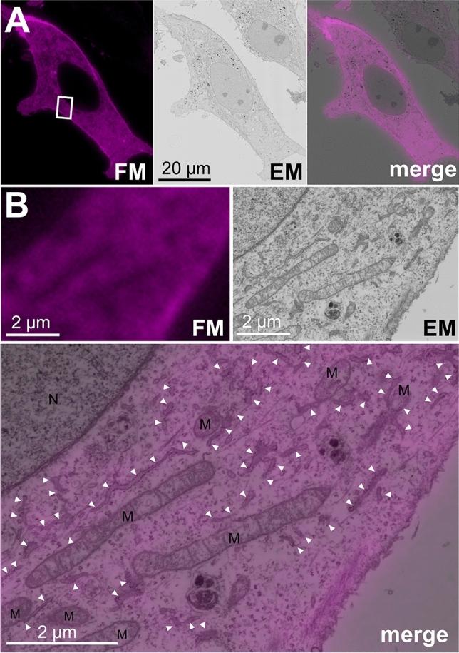 https://cdn.ncbi.nlm.nih.gov/pmc/blobs/b261/9249884/751058c9d2ae/41598_2022_15438_Fig3_HTML.jpg