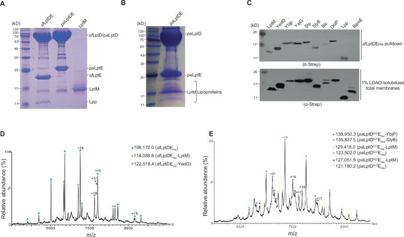 https://cdn.ncbi.nlm.nih.gov/pmc/blobs/b266/12065857/429c239d370d/41467_2025_59660_Fig1_HTML.jpg