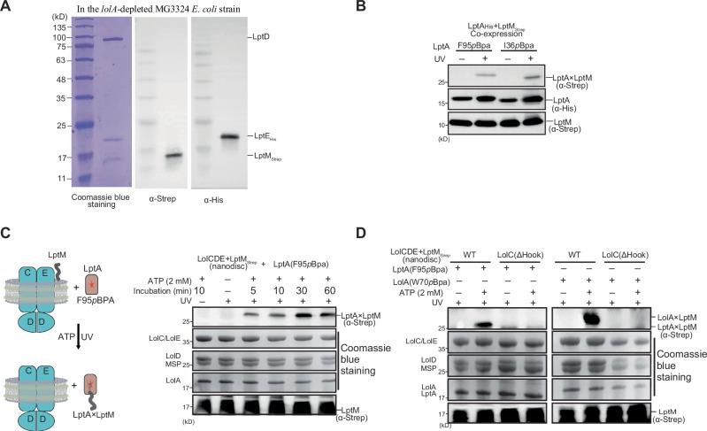 https://cdn.ncbi.nlm.nih.gov/pmc/blobs/b266/12065857/431df587ed1d/41467_2025_59660_Fig5_HTML.jpg