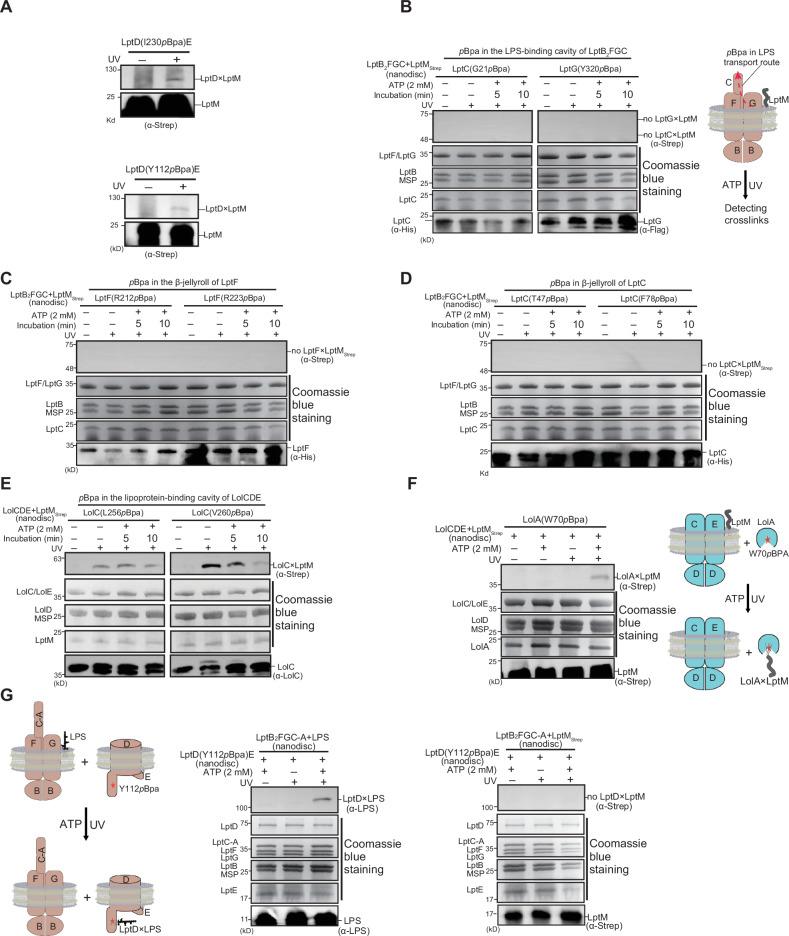 https://cdn.ncbi.nlm.nih.gov/pmc/blobs/b266/12065857/862761be5fe7/41467_2025_59660_Fig4_HTML.jpg