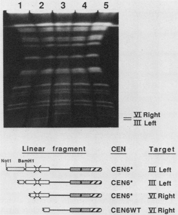 https://cdn.ncbi.nlm.nih.gov/pmc/blobs/b268/363453/5319922d4c56/molcellb00066-0273-a.jpg
