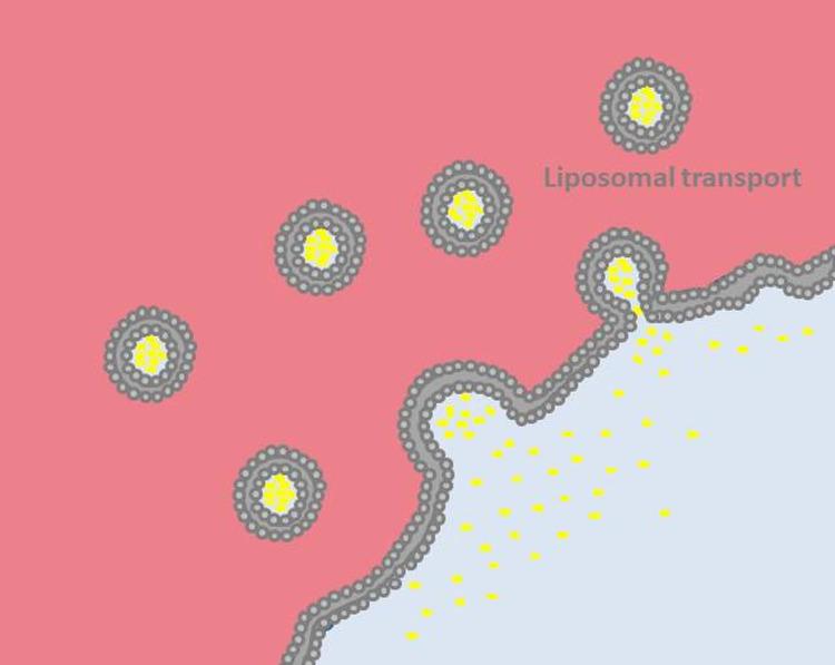 https://cdn.ncbi.nlm.nih.gov/pmc/blobs/b26a/11410046/5012b8c57d5f/IJN-19-9503-g0011.jpg