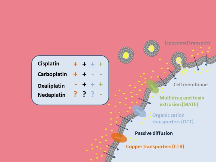https://cdn.ncbi.nlm.nih.gov/pmc/blobs/b26a/11410046/8b413d4f2e87/IJN-19-9503-g0002.jpg