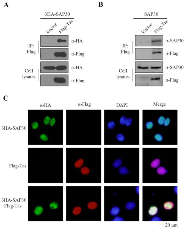 https://cdn.ncbi.nlm.nih.gov/pmc/blobs/b26a/12023400/654901cc9bd9/13578_2025_1400_Fig7_HTML.jpg