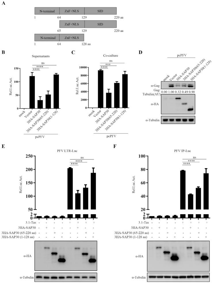 https://cdn.ncbi.nlm.nih.gov/pmc/blobs/b26a/12023400/714b842a529a/13578_2025_1400_Fig9_HTML.jpg