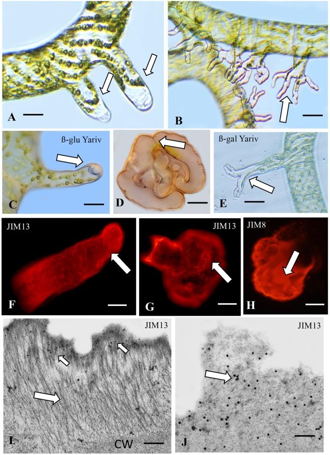 https://cdn.ncbi.nlm.nih.gov/pmc/blobs/b26d/6474363/fdfb99c608ca/fpls-10-00447-g003.jpg