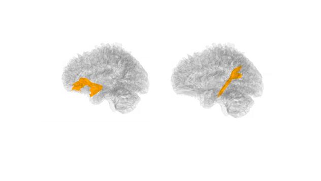 https://cdn.ncbi.nlm.nih.gov/pmc/blobs/b26f/11564983/c6149e512ed3/figs1.jpg