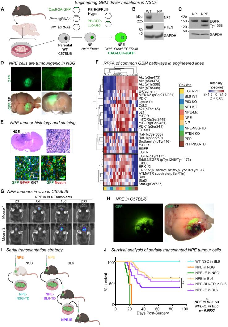 https://cdn.ncbi.nlm.nih.gov/pmc/blobs/b271/8099351/0d6328cff6d3/gr1.jpg
