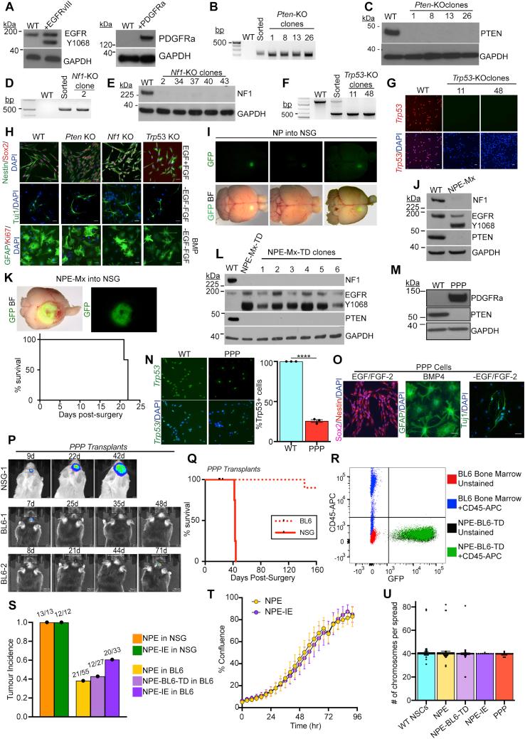 https://cdn.ncbi.nlm.nih.gov/pmc/blobs/b271/8099351/70d16683a5f8/figs1.jpg