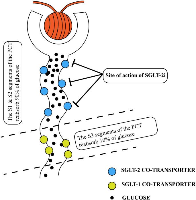 https://cdn.ncbi.nlm.nih.gov/pmc/blobs/b272/10552262/150a75b1ab00/fimmu-14-1213473-g001.jpg