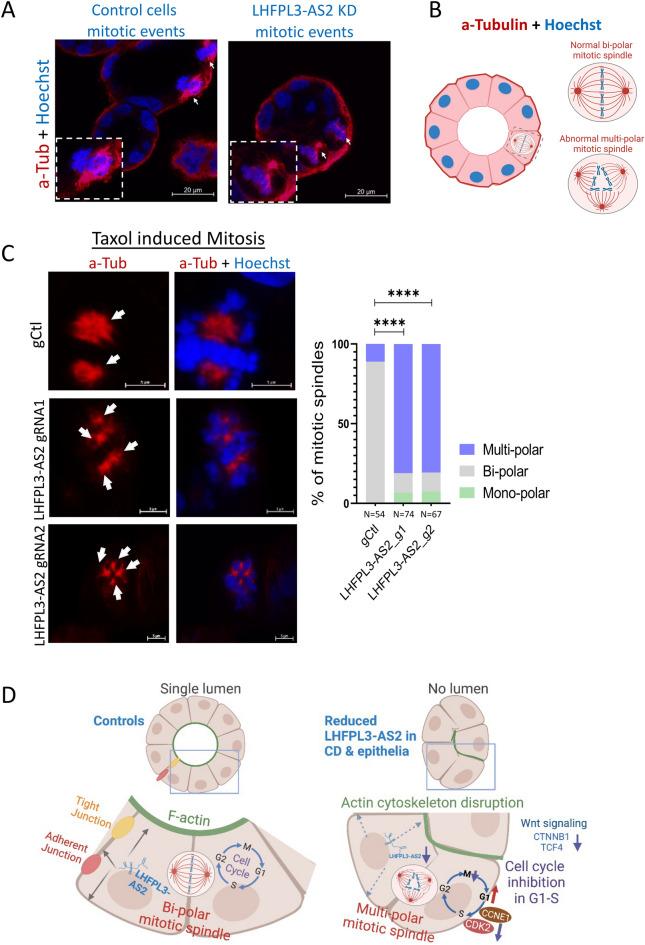 https://cdn.ncbi.nlm.nih.gov/pmc/blobs/b272/10665440/c50096beca00/41598_2023_47997_Fig5_HTML.jpg