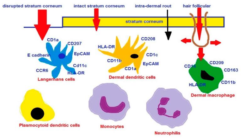 https://cdn.ncbi.nlm.nih.gov/pmc/blobs/b272/9780930/0ceefd7bb4c7/ijms-23-15980-g003.jpg