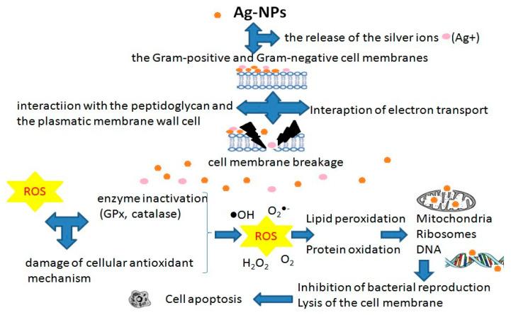 https://cdn.ncbi.nlm.nih.gov/pmc/blobs/b272/9780930/90bf7f49590c/ijms-23-15980-g004.jpg