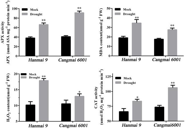 https://cdn.ncbi.nlm.nih.gov/pmc/blobs/b273/5399029/6de69f3a8297/fpls-08-00592-g0007.jpg