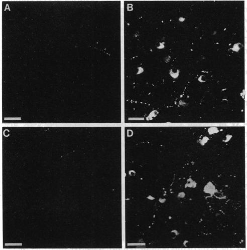 https://cdn.ncbi.nlm.nih.gov/pmc/blobs/b27b/48480/46c23dec0313/pnas01078-0369-a.jpg