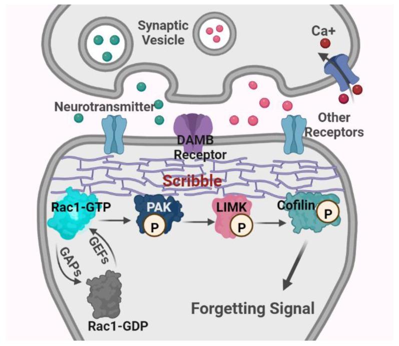 https://cdn.ncbi.nlm.nih.gov/pmc/blobs/b27d/10341513/01cb95121540/ijms-24-10736-g003.jpg