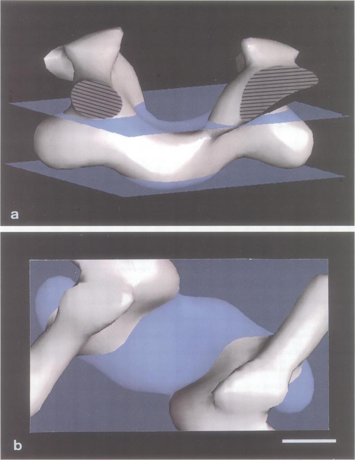 https://cdn.ncbi.nlm.nih.gov/pmc/blobs/b280/395219/43d1ea676e42/emboj00062-0026-a.jpg