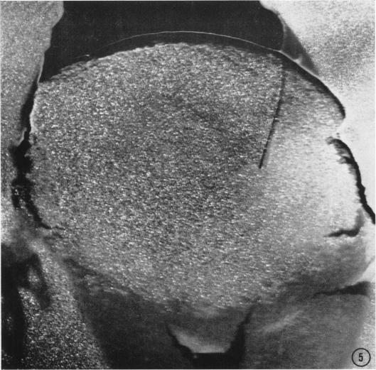 https://cdn.ncbi.nlm.nih.gov/pmc/blobs/b282/1367545/1847553231ba/biophysj00683-0012-a.jpg
