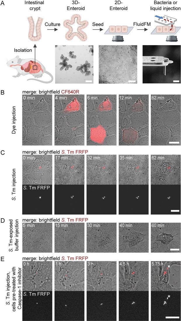 https://cdn.ncbi.nlm.nih.gov/pmc/blobs/b284/11057982/08db8d51d554/pbio.3002597.g001.jpg