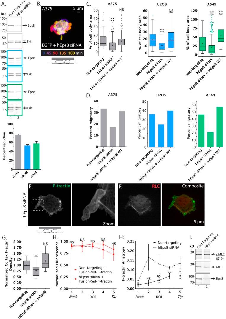 https://cdn.ncbi.nlm.nih.gov/pmc/blobs/b286/4522647/d09500b32dc9/elife08314f002.jpg