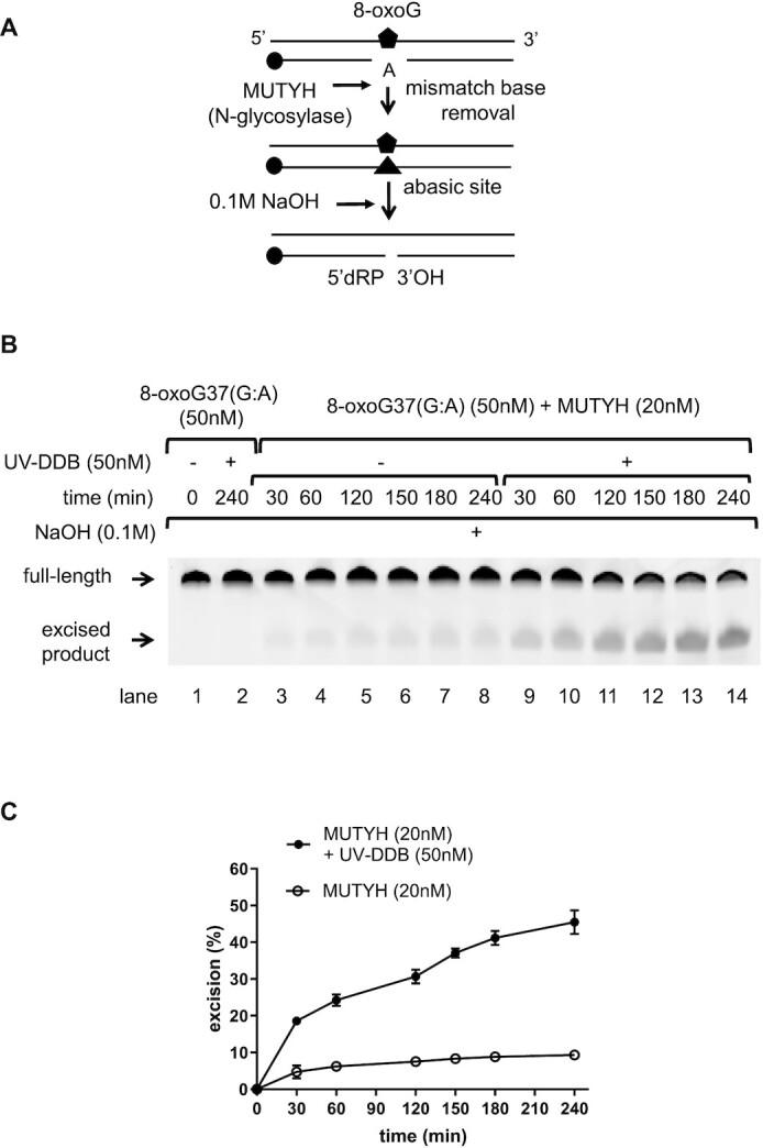 https://cdn.ncbi.nlm.nih.gov/pmc/blobs/b286/8373069/3e7ef1803671/gkab591fig1.jpg