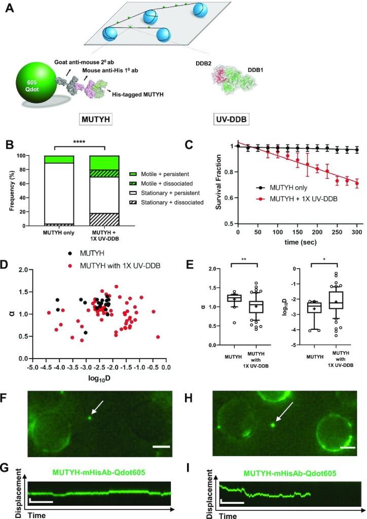 https://cdn.ncbi.nlm.nih.gov/pmc/blobs/b286/8373069/a4384956b5be/gkab591fig3.jpg